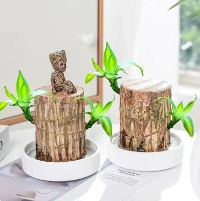 Brazilian wood plant Pack of 2 - maagauri.com