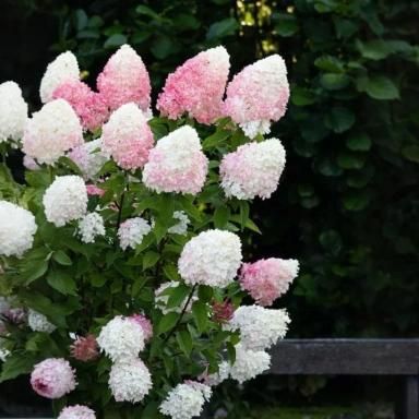 Vanilla Strawberry Hydrangea Seeds Pack of 20 - maagauri.com