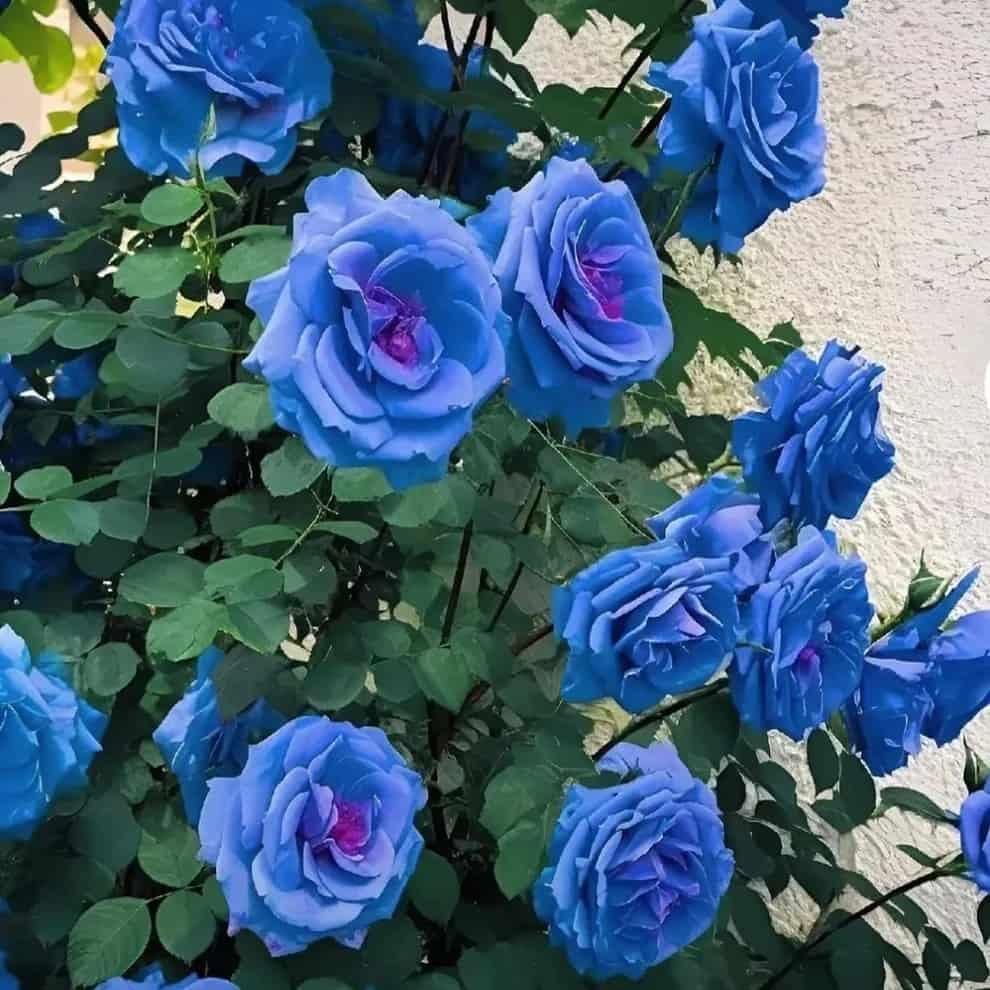 Blue Climbing Rose Seeds - maagauri.com