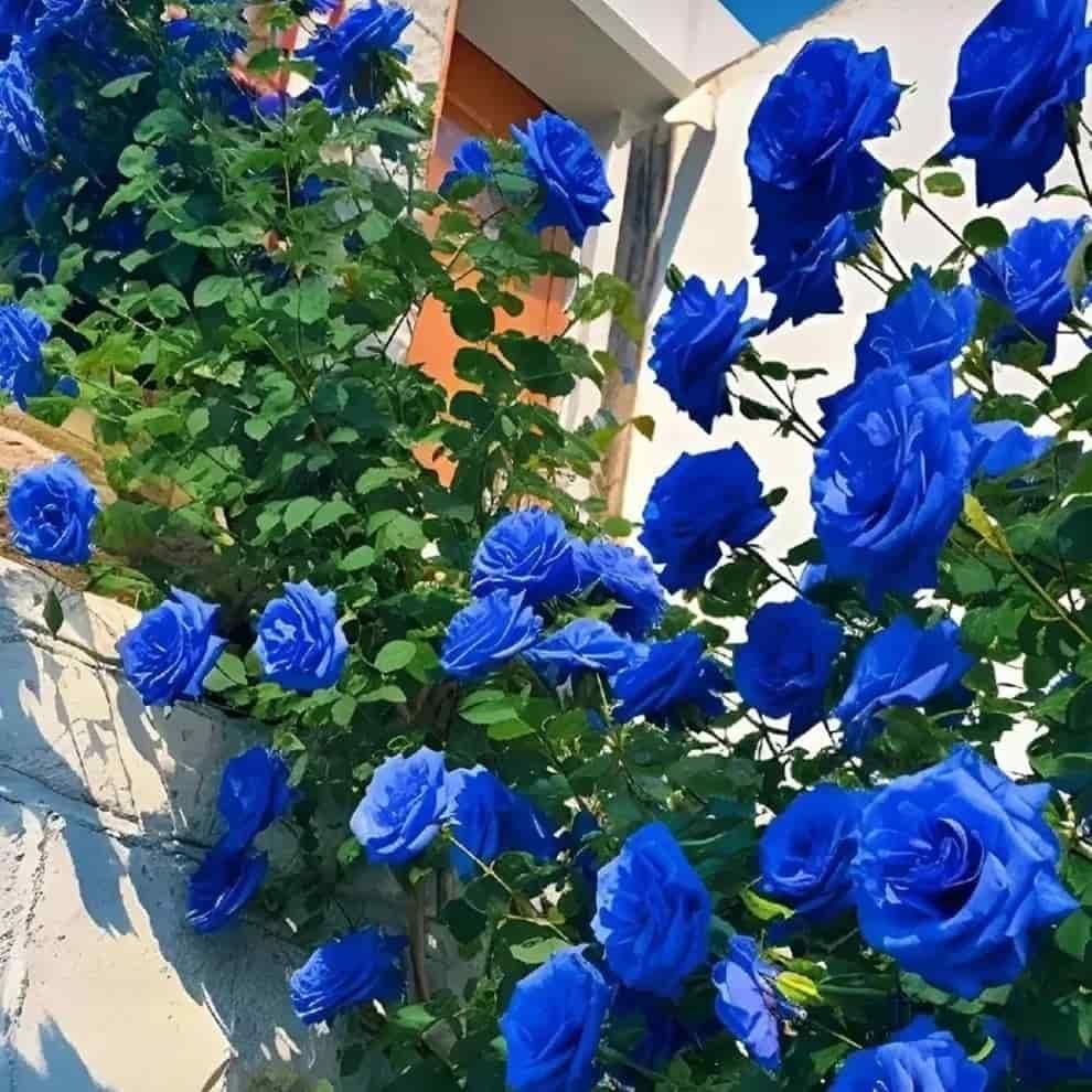 Blue Climbing Rose Seeds - maagauri.com