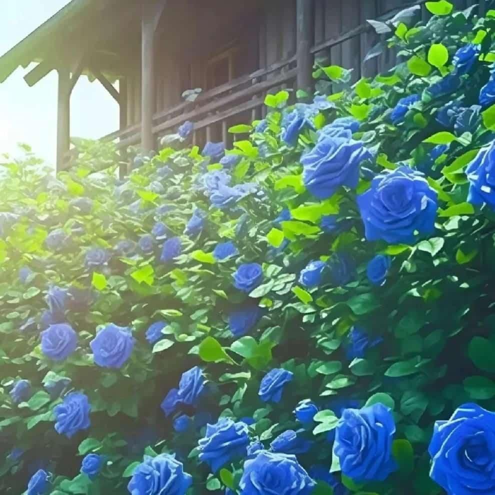 Blue Climbing Rose Seeds - maagauri.com