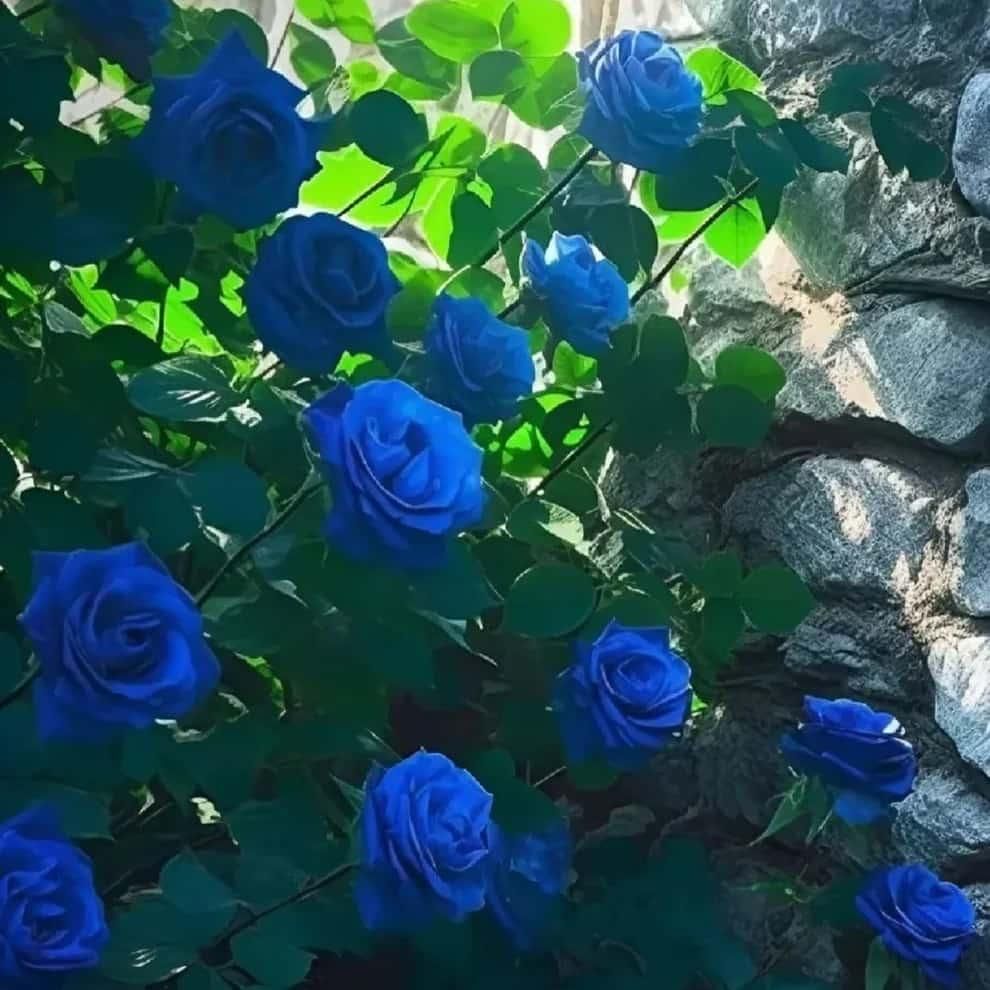 Blue Climbing Rose Seeds - maagauri.com