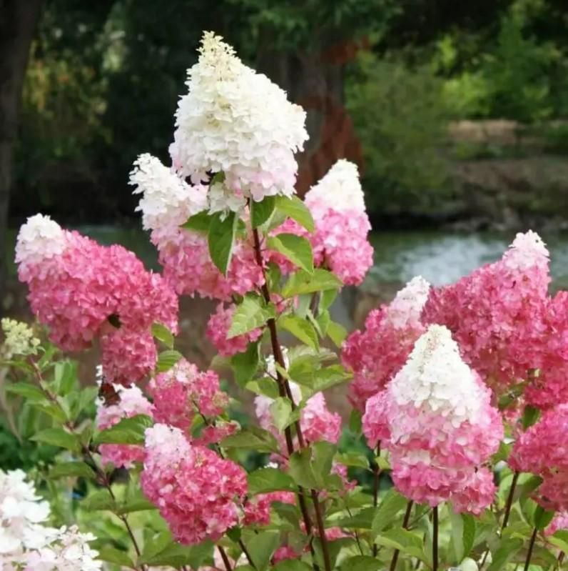 Vanilla Strawberry Hydrangea Seeds Pack of 20 - maagauri.com